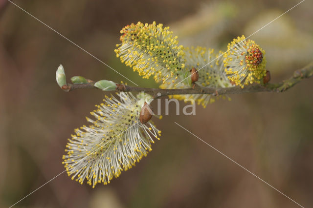 Kruipwilg (Salix repens)