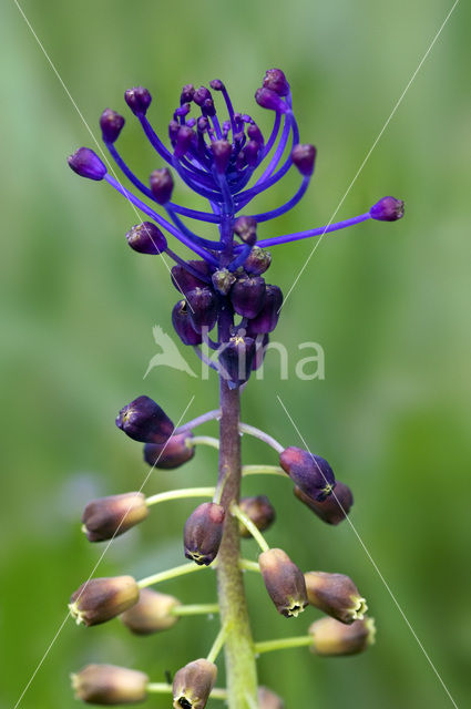 Tassel Hyacinth (Muscari comosum)