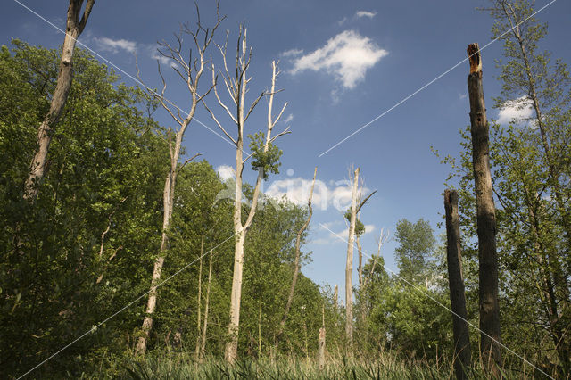 Landgoed Vennebroek