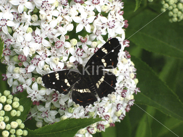 Landkaartje (Araschnia levana)