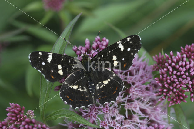 Landkaartje (Araschnia levana)