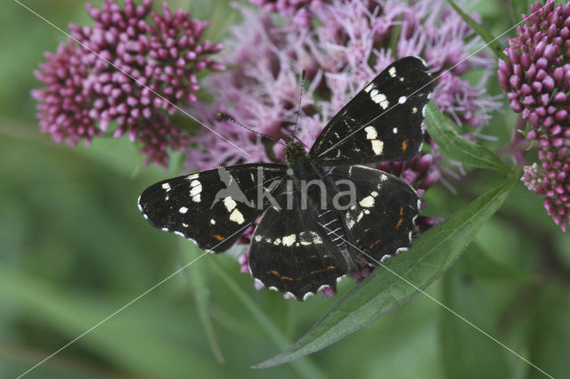 Landkaartje (Araschnia levana)