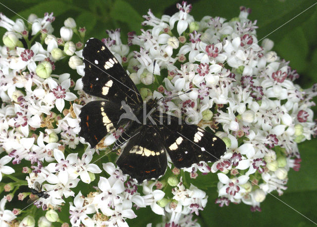 Landkaartje (Araschnia levana)