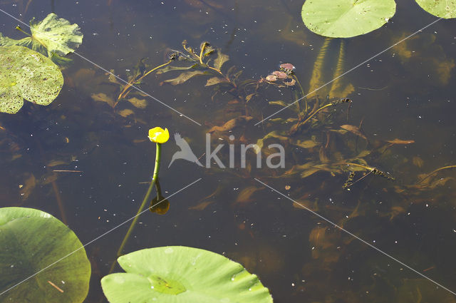 Langstengelig fonteinkruid (Potamogeton praelongus)