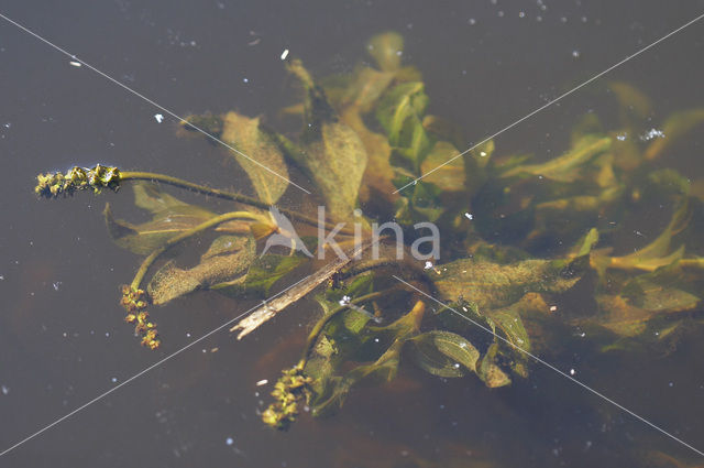 Langstengelig fonteinkruid (Potamogeton praelongus)