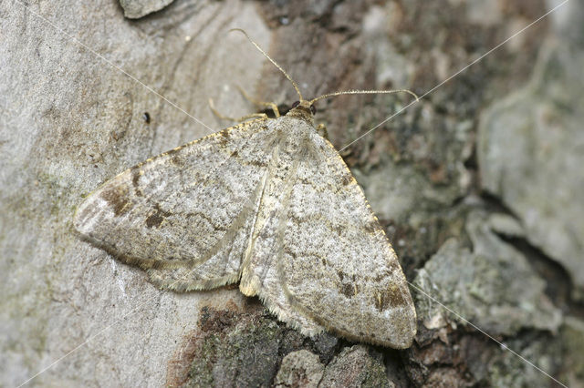 Pale-marked Angle (Macaria signaria)