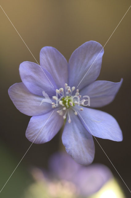 Leverbloempje (Anemone hepatica)