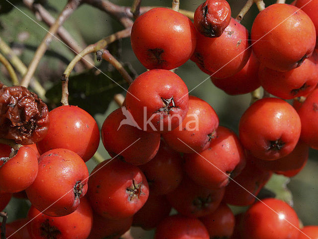 Moutain Ash (Sorbus)