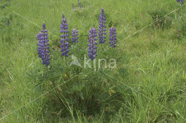 Lupine (Lupinus spec.)