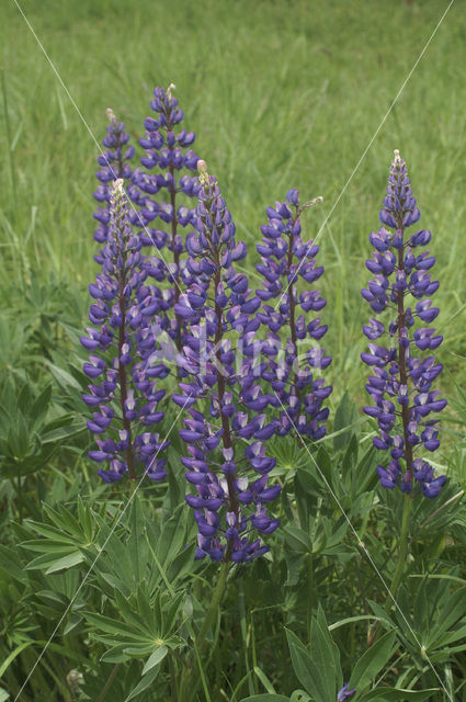 Lupine (Lupinus spec.)