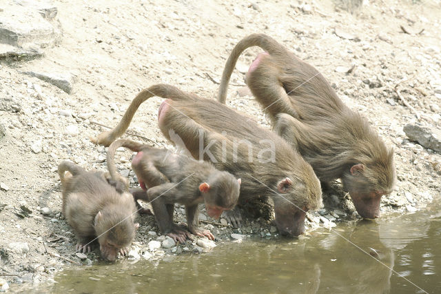 Hamadryas Baboon (Papio hamadryas)