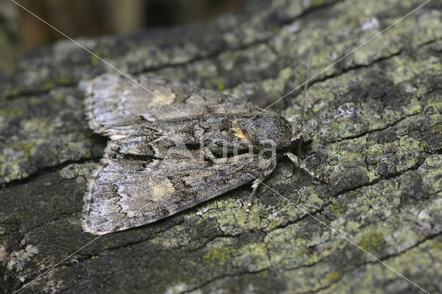 Moerasbos-uil (Acronicta strigosa)