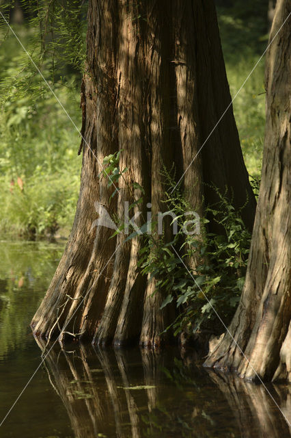 Moerascipres (Taxodium distichum)