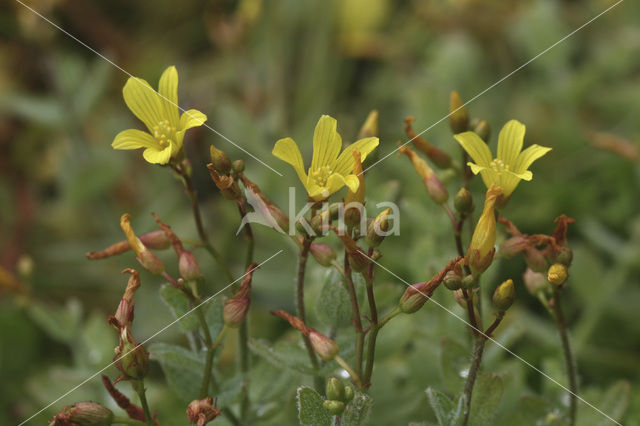 Marsh St John’s wort (Hypericum elodes)