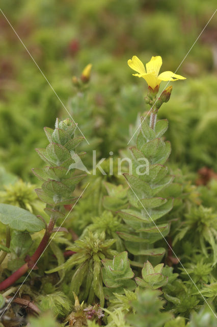 Marsh St John’s wort (Hypericum elodes)