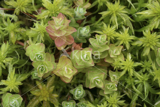 Marsh St John’s wort (Hypericum elodes)