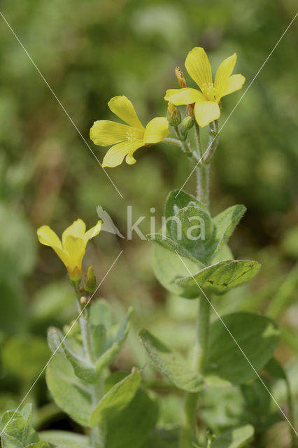 Moerashertshooi (Hypericum elodes)