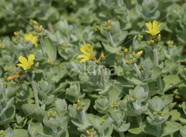 Moerashertshooi (Hypericum elodes)