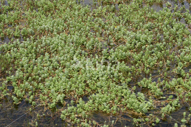 Marsh St John’s wort (Hypericum elodes)