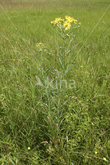 Moeraskruiskruid (Senecio paludosus)