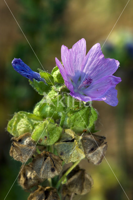 Muskuskaasjeskruid (Malva moschata)