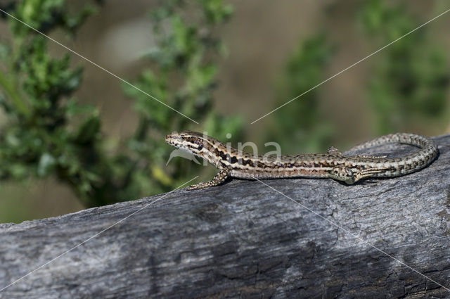 Wall Lizard (Podarcis muralis)