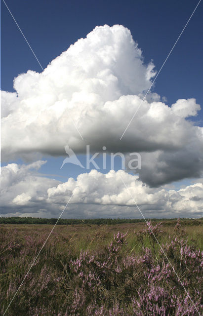 National Park Dwingelderveld