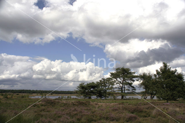 National Park Dwingelderveld