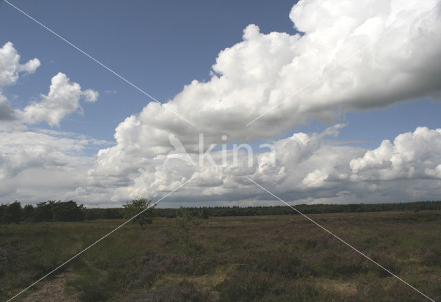 Nationaal Park Dwingelderveld