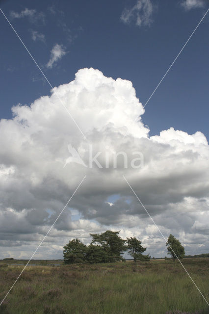 Nationaal Park Dwingelderveld