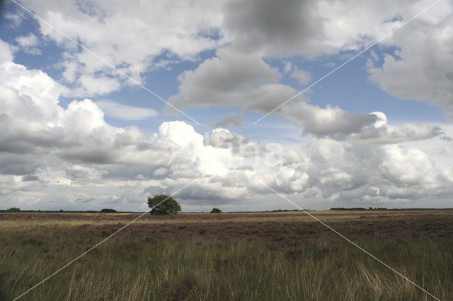 Nationaal Park Dwingelderveld