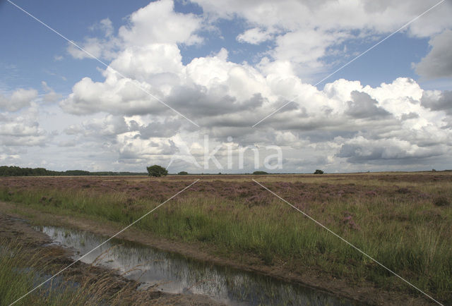 National Park Dwingelderveld