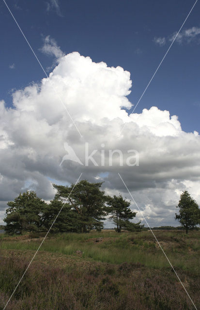 National Park Dwingelderveld