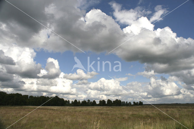 National Park Dwingelderveld