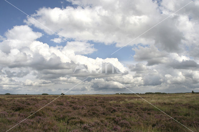 National Park Dwingelderveld