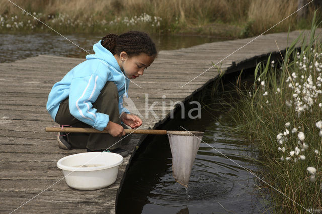 National Park Dwingelderveld