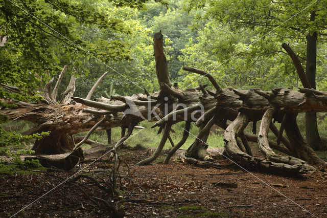 Nationaal park Utrechtse Heuvelrug