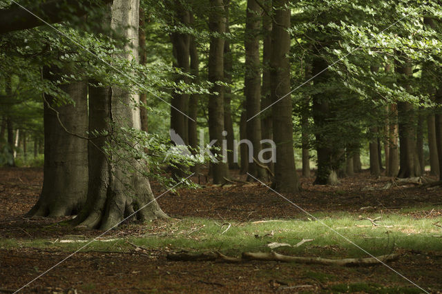 Nationaal park Utrechtse Heuvelrug