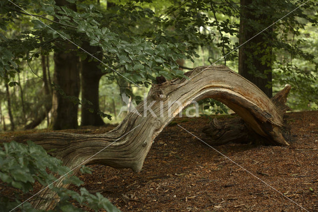 National Park Utrechtse Heuvelrug