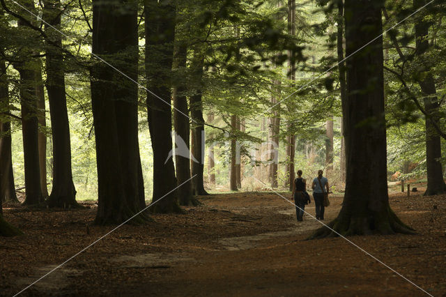 Nationaal park Utrechtse Heuvelrug