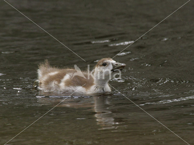 Egyptian Goose (Alopochen aegyptiaca)