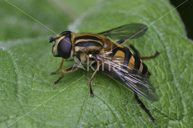 Noordse pendelvlieg (Helophilus affinis)