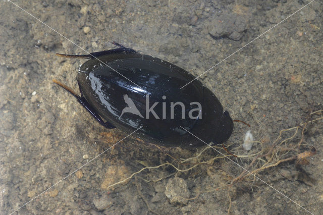 Oostelijke spinnende watertor (Hydrophilus aterrimus)