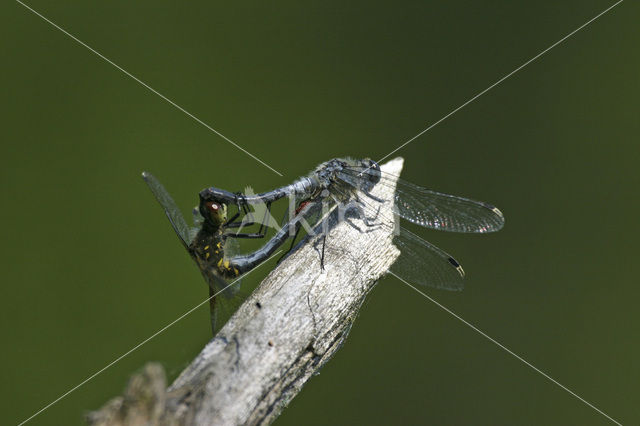 Eastern White-faced Darter (Leucorrhinia albifrons)