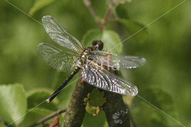 Oostelijke witsnuitlibel (Leucorrhinia albifrons)