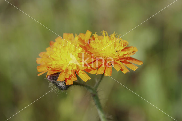 Oranje havikskruid (Hieracium aurantiacum)