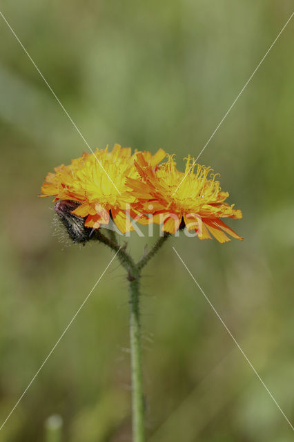 Oranje havikskruid (Hieracium aurantiacum)