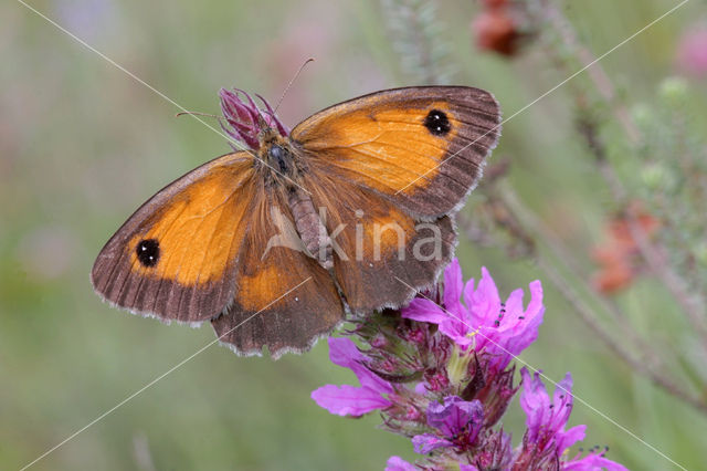 Oranje zandoogje (Pyronia tithonus)