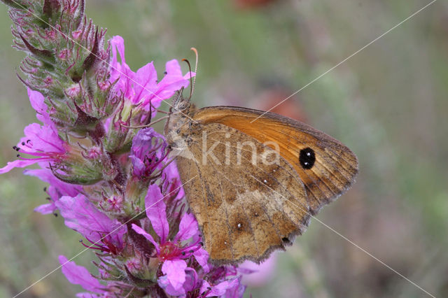 Oranje zandoogje (Pyronia tithonus)