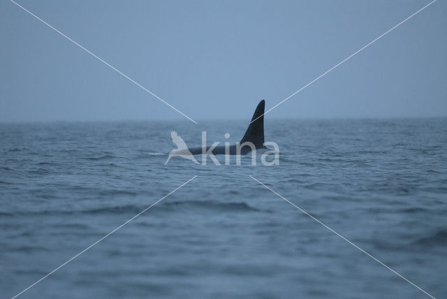 Killer Whale